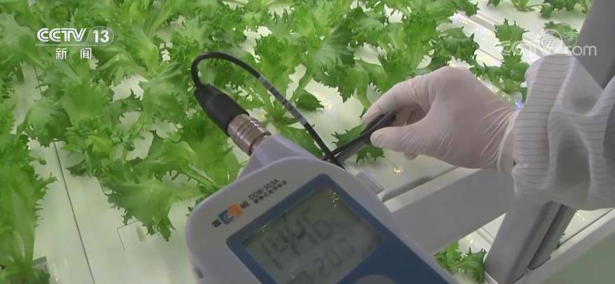 探访戈壁滩绿色工厂 看航天员"菜篮子"